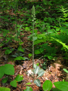 Photo By: Timothy Howard. Photo taken: Sullivan County, NY on 19 July 2006